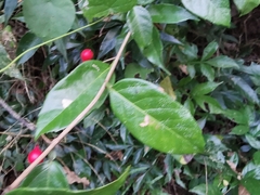 Paullinia pinnata