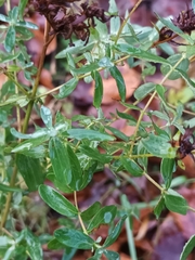 Hypericum perforatum