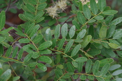 Copaifera baumiana