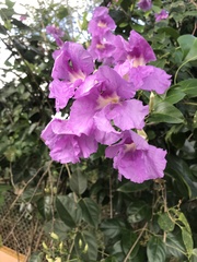 Bignoniaceae
