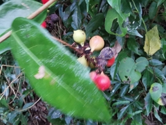 Paullinia pinnata