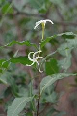 Landolphia camptoloba