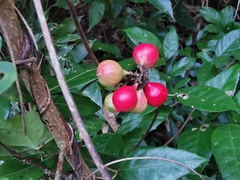 Paullinia pinnata