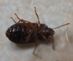 Tenebrioninae