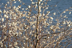 Symphoricarpos
