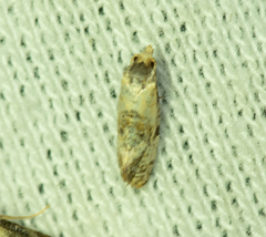 Cochylina