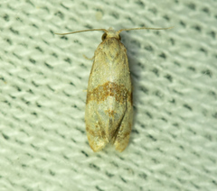 Cochylina
