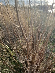Salix hookeriana
