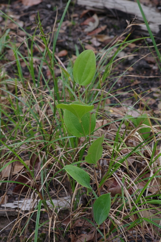 Smilacaceae image