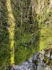 Racomitrium elongatum