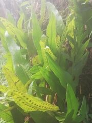 Microsorum scolopendria