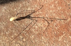 Pholcidae