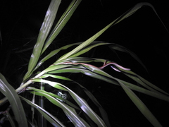Dendrelaphis pictus