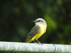 Tyrannus melancholicus