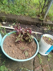 Hemigraphis alternata