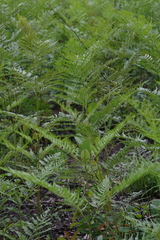 Pteridium centrali-africanum