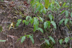 Landolphia camptoloba