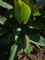 Calathea lutea