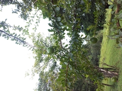 Crescentia cujete