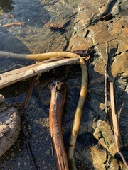Laminariaceae