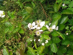 Rubus rosifolius