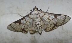 Aphytoceros lucusalis