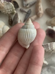 Cancellaria reticulata