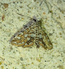 Elophila nymphaeata