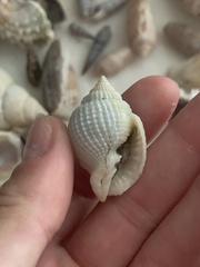 Cancellaria reticulata