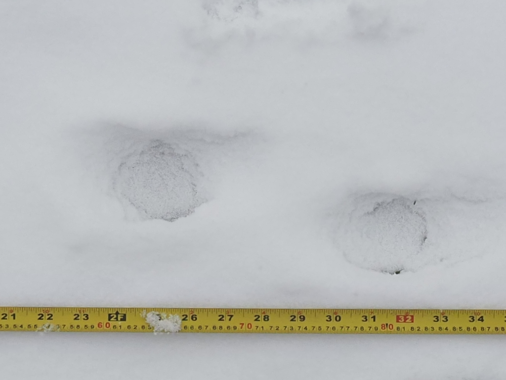 Bobcat from Bayfield County, WI, USA on November 16, 2022 at 0247 PM