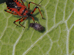 Mesagroicus piliferus