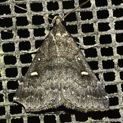 Tetanolita mynesalis