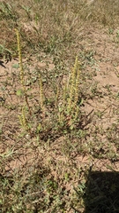 Amaranthus fimbriatus