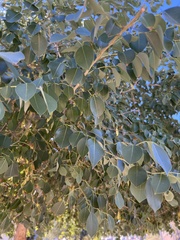 Populus angustifolia