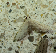 Araeopteron ecphaea