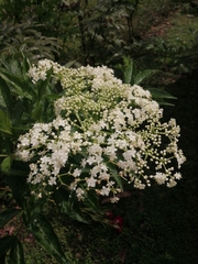 Sambucus