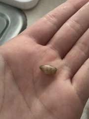 Bulla occidentalis