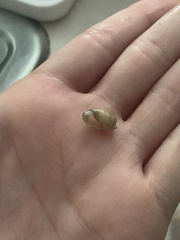 Bulla occidentalis