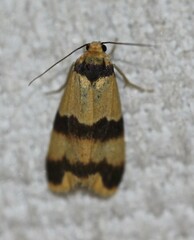 Stenoscaptia venusta