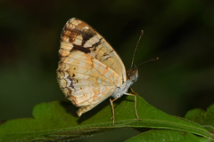 Anthanassa drusilla