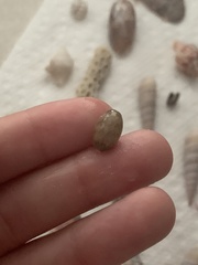 Bulla occidentalis