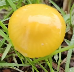 Gliophorus psittacinus