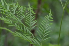 Pteridium centrali-africanum