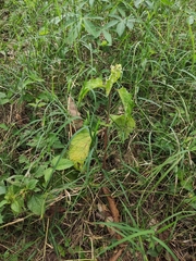 Cercospora hydrangeae
