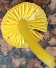 Gliophorus psittacinus