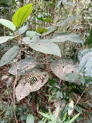 Miconia formosa