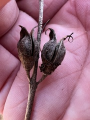 Aureolaria virginica