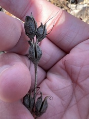 Aureolaria virginica