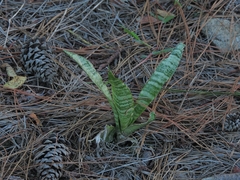 Sansevieria trifasciata