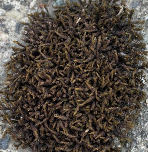 Schistidium splendens